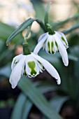 GALANTHUS RICHARD AYRES