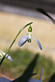 GALANTHUS IVY COTTAGE CORPORAL