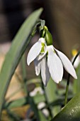 GALANTHUS KITE