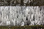 ICICLES ON HEDGE
