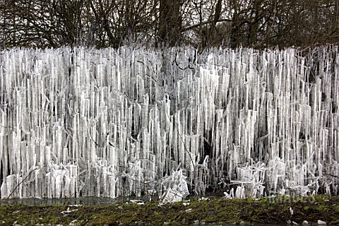 ICICLES_ON_HEDGE