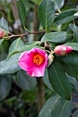 CAMELLIA X WILLIAMSII BOW BELLS