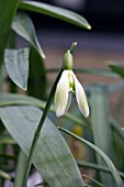 GALANTHUS GREENISH