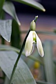 GALANTHUS GREENISH