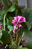 BERGENIA AUTUMN MAGIC