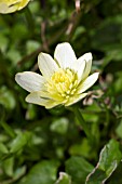 RANUNCULUS FICARIA VAR ALBUS