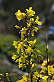 FORSYTHIA FIESTA