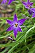 IPHEION UNIFLORUM FROYLE MILL