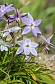 IPHEION UNIFLORUM WISLEY BLUE