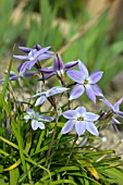 IPHEION UNIFLORUM WISLEY BLUE