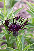 CENTAUREA JORDY