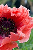 PAPAVER ORIENTALE AGLAJA