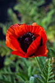 PAPAVER ORIENTALE WISLEY BEACON