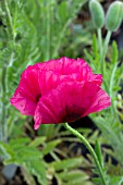 PAPAVER ORIENTALE SULTANA