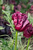 PAPAVER ORIENTALE ROYAL CHOCOLATE DISTINCTION