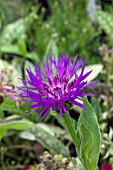 CENTAUREA MONTANA PARHAM