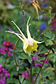 AQUILEGIA CHRYSANTHA YELLOW QUEEN