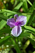 TRADESCANTIA PAULINE