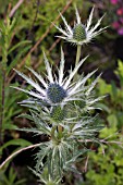 ERYNGIUM X ZABELII JOS EIJKING