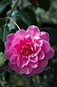 CAMELLIA X WILLIAMSII WATERLILY