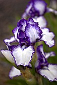 IRIS BOLD PRINT