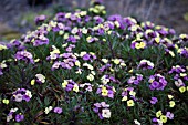 ERYSIMUM PLANT WORLD LEMON