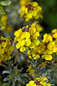 ERYSIMUM SUNBURST