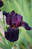 IRIS HELLS FIRE