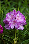 RHODODENDRON YAKUSHIMANUM CAROLINE ALLBROOK