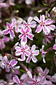 PHLOX SUBULATA TAMAONGALEI/KIMONO