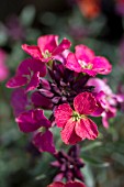 ERYSIMUM CONSTANT CHEER