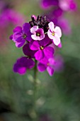 ERYSIMUM BOWLES MAUVE