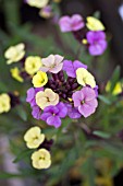 ERYSIMUM PLANT WORLD LEMON