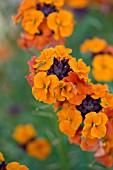 ERYSIMUM APRICOT TWIST