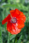 PAPAVER ORIENTALE LAFFLEUER