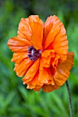 PAPAVER ORIENTALE MAY QUEEN