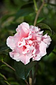 CAMELLIA JAPONICA HAWAII