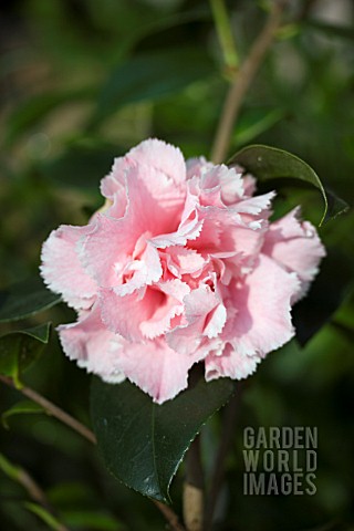 CAMELLIA_JAPONICA_HAWAII