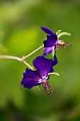 GERANIUM PHAEUM LILY LOVELL