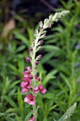 VERBASCUM CARIBBEAN CRUSH