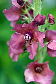 VERBASCUM CARIBBEAN CRUSH