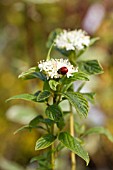 CORNUS SERICEA FLAVIRAMEA