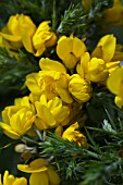 ULEX EUROPAEUS FLORE PLENO