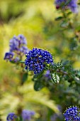 CEANOTHUS DARK STAR