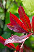 PHOTINIA CRACKLIN RED