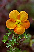 POTENTILLA FRUTICOSA TANGERINE