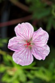 GERANIUM SANGUINEUM APFELBLUTE