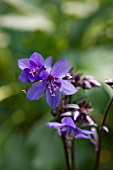 POLEMONIUM YEZOENSE PURPLE RAIN