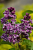 SYRINGA VULGARIS SENSATION