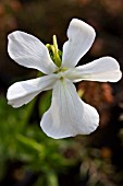 VIOLA CORNUTA ALBA GROUP